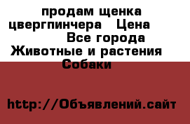 продам щенка цвергпинчера › Цена ­ 15 000 - Все города Животные и растения » Собаки   